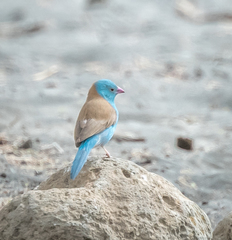 Uraeginthus cyanocephalus