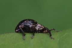 Pseudocneorhinus obesus