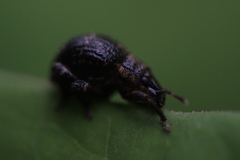 Pseudocneorhinus obesus