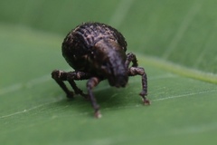 Pseudocneorhinus obesus