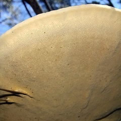 Funalia