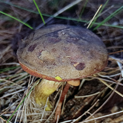 Boletus barragensis