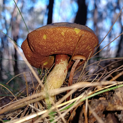Boletus barragensis