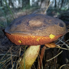 Boletus barragensis