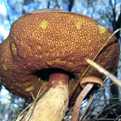Boletus barragensis