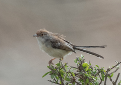 Prinia rufifrons