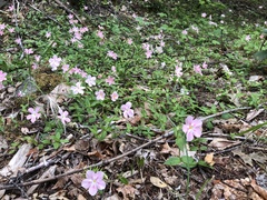 Phlox adsurgens