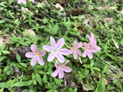 Phlox adsurgens