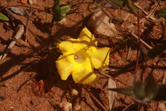 Mandevilla scabra
