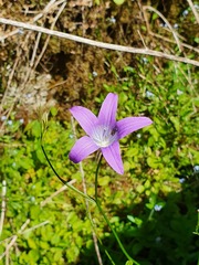 Campanula patula