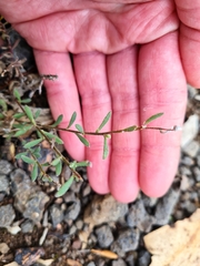 Phyllanthus hirtellus