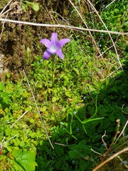Campanula patula
