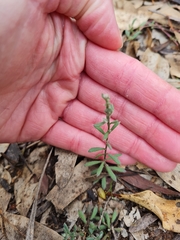 Phyllanthus hirtellus