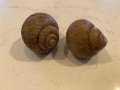 Trigonephrus globulus