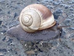 Trigonephrus globulus
