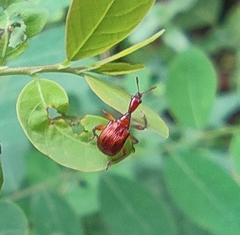 Paratrachelophorus