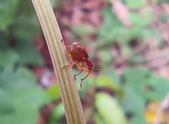 Paratrachelophorus