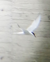 Sterna hirundo longipennis
