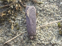 Neofaculta infernella