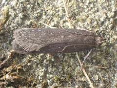 Neofaculta infernella