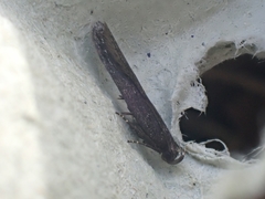 Neofaculta infernella