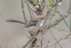 Prinia rufifrons