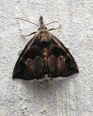 Hypena gonospilalis