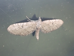 Eupithecia intricata