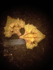 Atriplex spinibractea