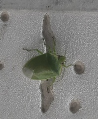 Glaucias subpunctatus