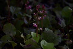 Pyrola asarifolia incarnata