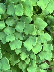 Adiantum shastense