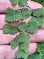 Adiantum shastense