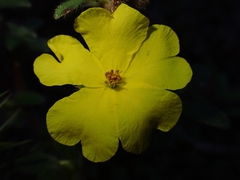 Hibbertia villosa