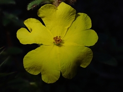 Hibbertia villosa