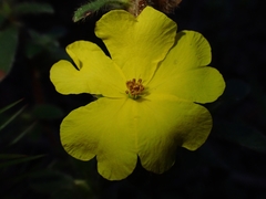 Hibbertia villosa