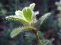 Hibbertia villosa
