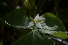 Trillium tschonoskii