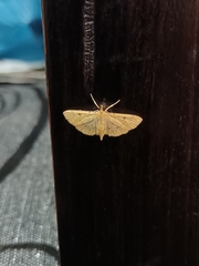 Herpetogramma basalis