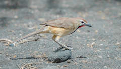 Rhodophoneus cruentus