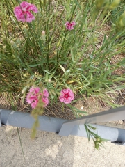Dianthus chinensis