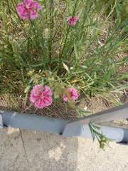 Dianthus chinensis