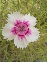 Dianthus chinensis