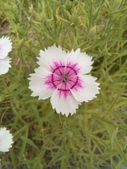 Dianthus chinensis