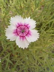 Dianthus chinensis