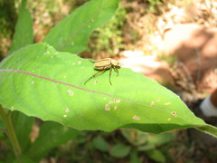 Macrodactylus uniformis
