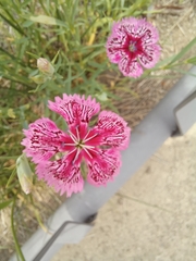Dianthus chinensis