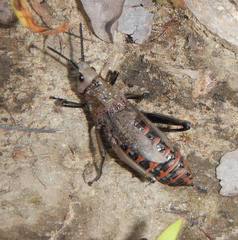 Dictyophorus griseus