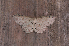 Anisodes marginepunctata