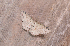 Anisodes marginepunctata